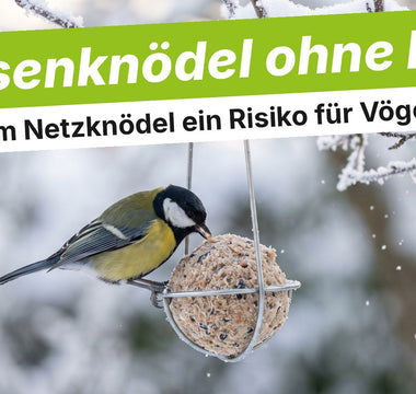 Kohlmeise an einem Meisenknödel ohne Netz im Drahthalter