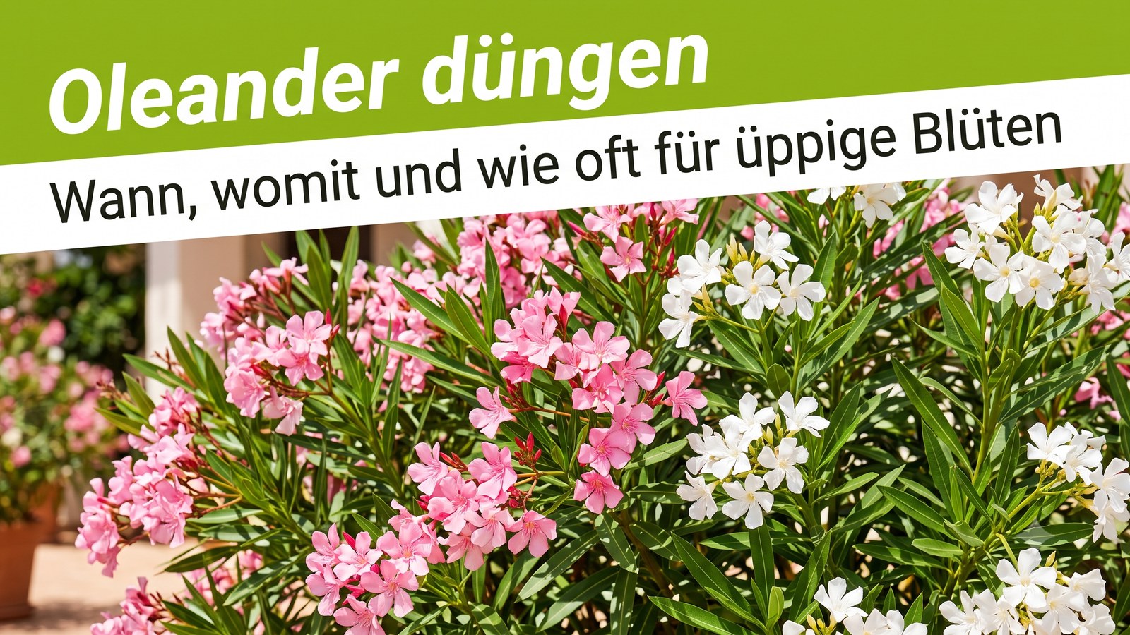 Üppig blühender Oleander in der Sommersonne als Titelbild zum Ratgeber Oleander düngen von TerraUno