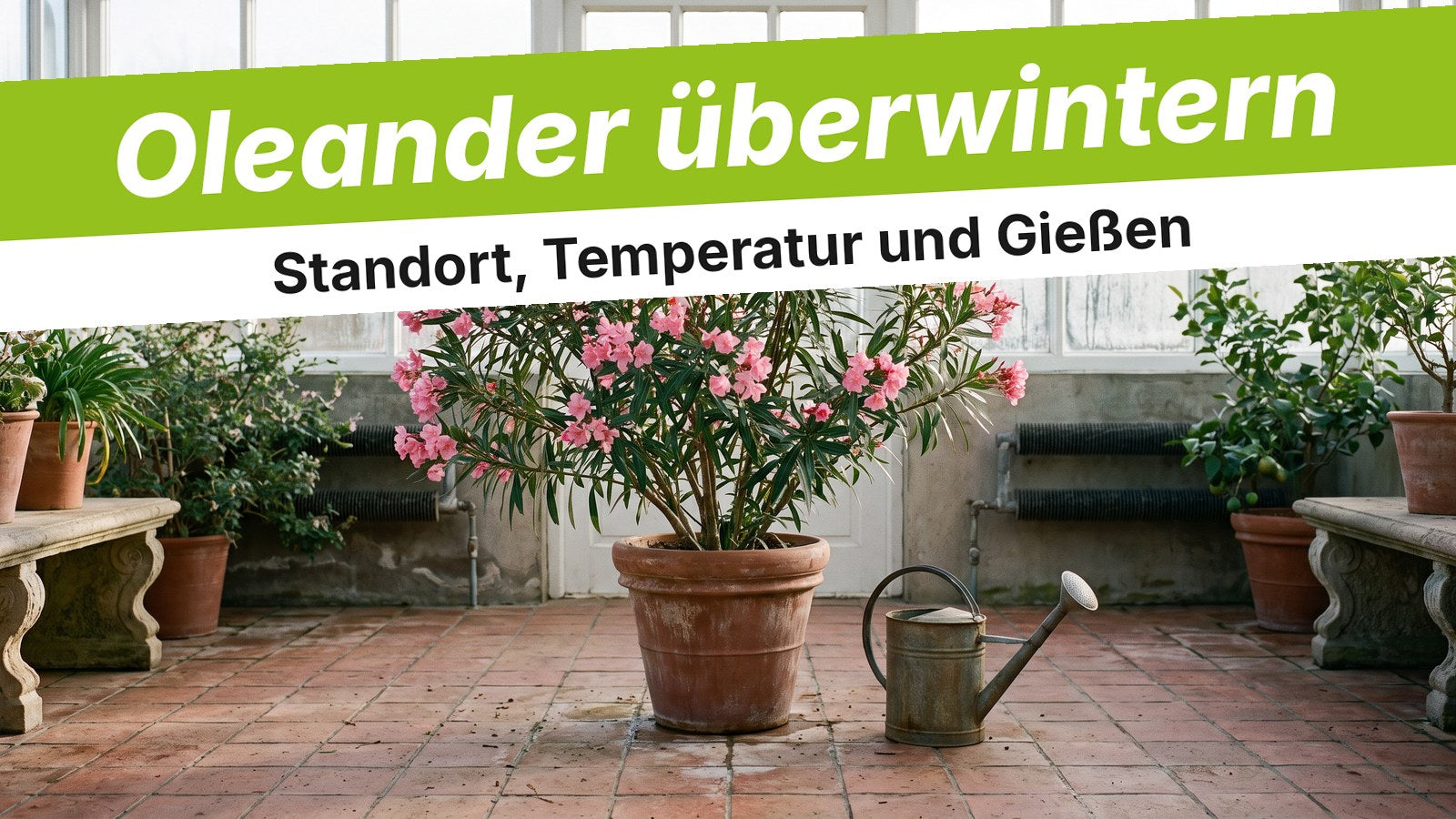 Oleander im Terrakottatopf im hellen, kühlen Wintergarten