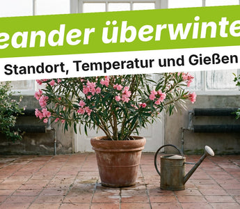 Oleander im Terrakottatopf im hellen, kühlen Wintergarten