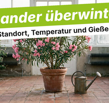 Oleander im Terrakottatopf im hellen, kühlen Wintergarten