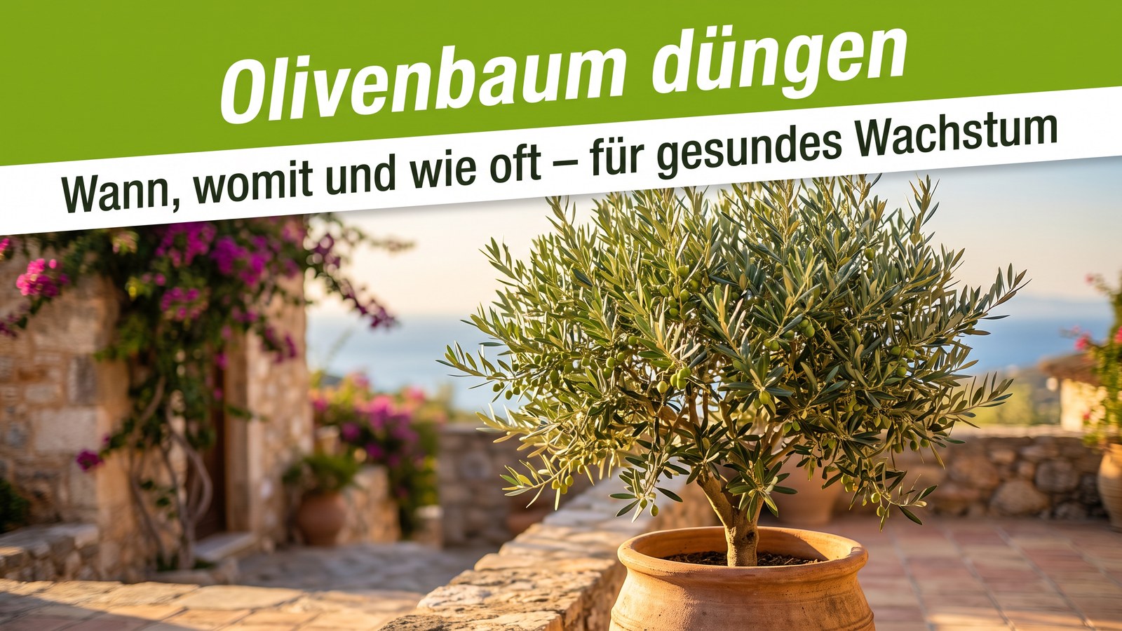 Gesunder Olivenbaum im Terracotta-Kübel mit silbrig-grünen Blättern auf sonniger Terrasse – Symbolbild zum Olivenbaum düngen.