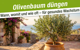 Gesunder Olivenbaum im Terracotta-Kübel mit silbrig-grünen Blättern auf sonniger Terrasse – Symbolbild zum Olivenbaum düngen.