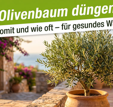 Gesunder Olivenbaum im Terracotta-Kübel mit silbrig-grünen Blättern auf sonniger Terrasse – Symbolbild zum Olivenbaum düngen.