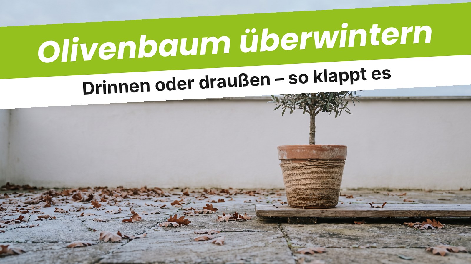 Junger Olivenbaum im Terrakottatopf mit Jute-Isolierung auf einer Holzplatte auf der herbstlichen Terrasse