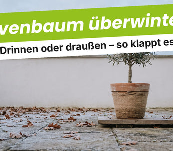 Junger Olivenbaum im Terrakottatopf mit Jute-Isolierung auf einer Holzplatte auf der herbstlichen Terrasse