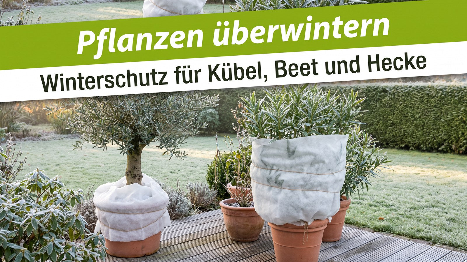 Kübelpflanzen mit weißem Winterschutzvlies auf einer Terrasse im frostigen Herbstgarten