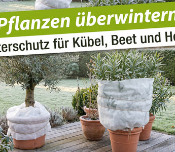 Kübelpflanzen mit weißem Winterschutzvlies auf einer Terrasse im frostigen Herbstgarten
