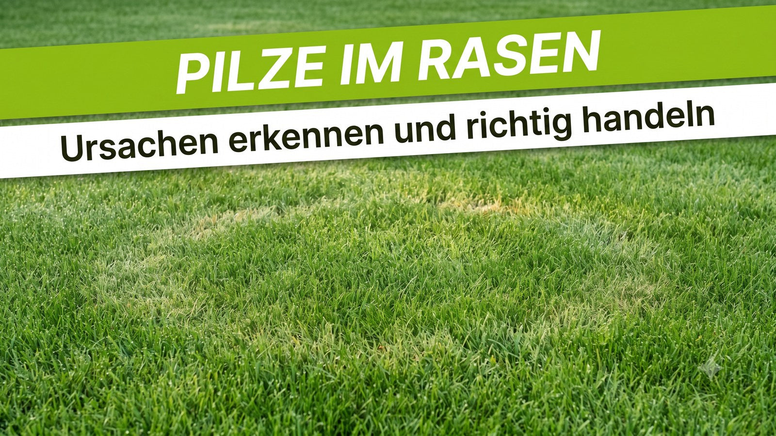 Gepflegter grüner Rasen mit heller kreisförmiger Stelle als Hinweis auf Pilzbefall im Garten