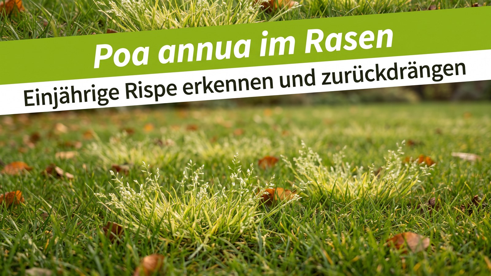 Hellgrüne Horste der Einjährigen Rispe mit Blütenrispen im dunkelgrünen Herbstrasen