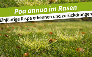Hellgrüne Horste der Einjährigen Rispe mit Blütenrispen im dunkelgrünen Herbstrasen