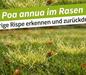 Hellgrüne Horste der Einjährigen Rispe mit Blütenrispen im dunkelgrünen Herbstrasen