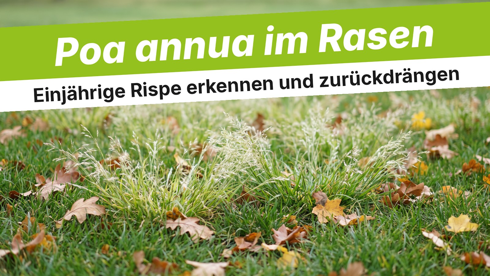 Rasen mit hellgrünen Horsten der Einjährigen Rispe Poa annua