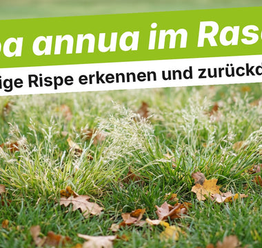 Rasen mit hellgrünen Horsten der Einjährigen Rispe Poa annua