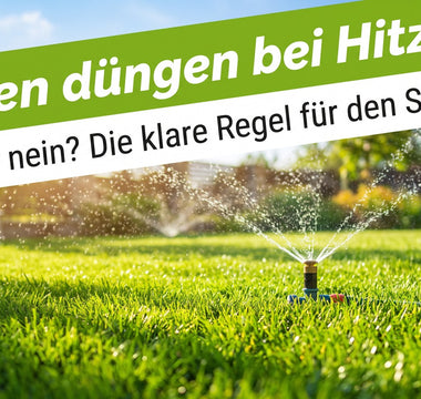 Sattgrüner Sommerrasen wird bei starker Hitze mit einem Sprinkler bewässert – Symbolbild zum richtigen Rasendüngen im Sommer.