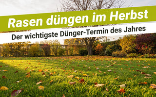 Gepflegter Rasen im Oktober mit Herbstlaub – Rasen düngen im Herbst