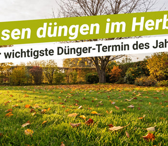 Gepflegter Rasen im Oktober mit Herbstlaub – Rasen düngen im Herbst