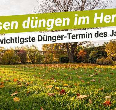 Gepflegter Rasen im Oktober mit Herbstlaub – Rasen düngen im Herbst