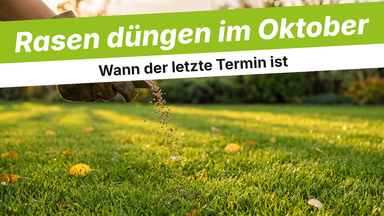 Hand im Handschuh streut Dünger auf den Rasen im Oktober