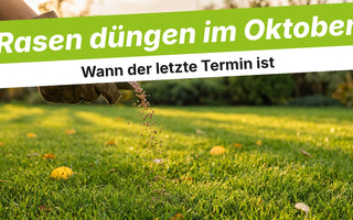Hand im Handschuh streut Dünger auf den Rasen im Oktober
