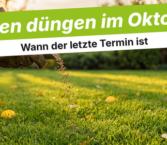 Hand im Handschuh streut Dünger auf den Rasen im Oktober