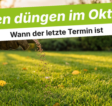 Hand im Handschuh streut Dünger auf den Rasen im Oktober
