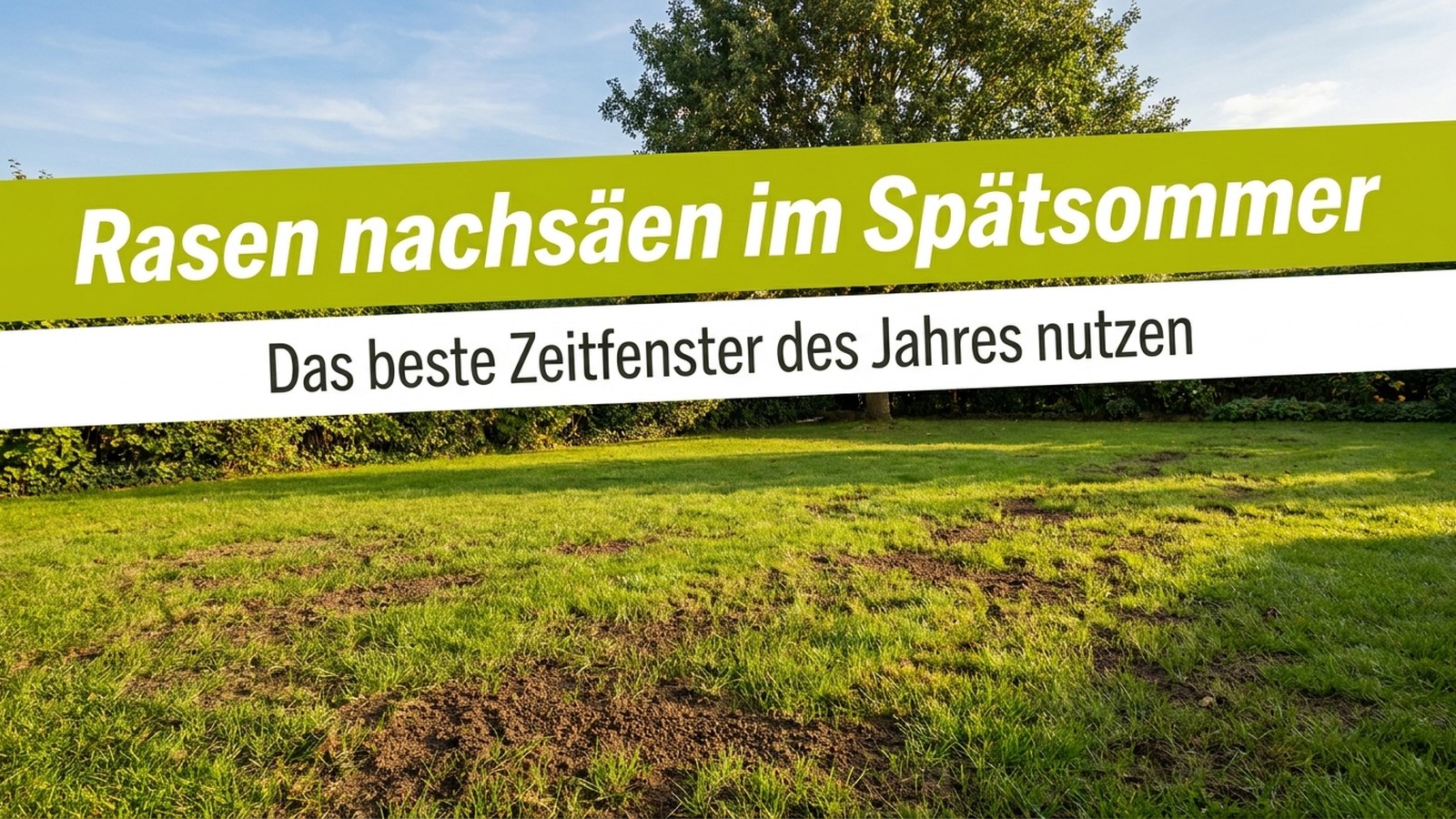 Rasenfläche im Spätsommer mit kahlen Stellen – Rasen nachsäen im Spätsommer