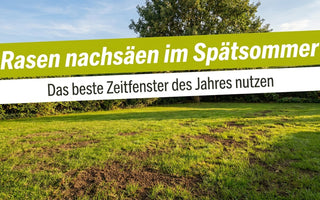 Rasenfläche im Spätsommer mit kahlen Stellen – Rasen nachsäen im Spätsommer