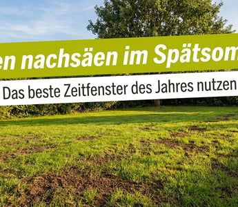 Rasenfläche im Spätsommer mit kahlen Stellen – Rasen nachsäen im Spätsommer