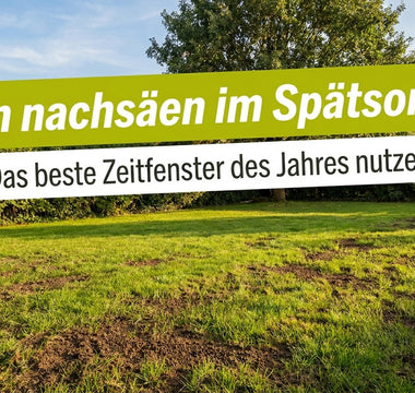 Rasenfläche im Spätsommer mit kahlen Stellen – Rasen nachsäen im Spätsommer