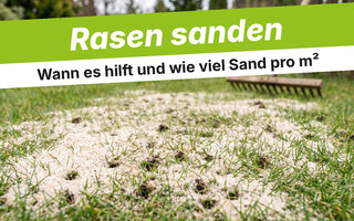 Quarzsand auf frisch aerifiziertem Rasen