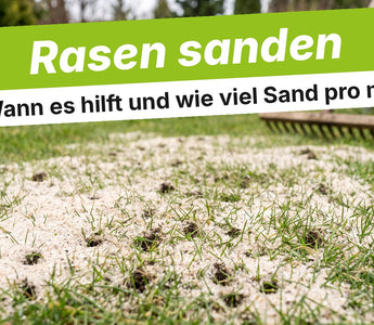 Quarzsand auf frisch aerifiziertem Rasen
