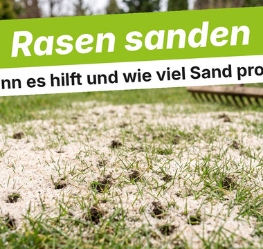 Quarzsand auf frisch aerifiziertem Rasen