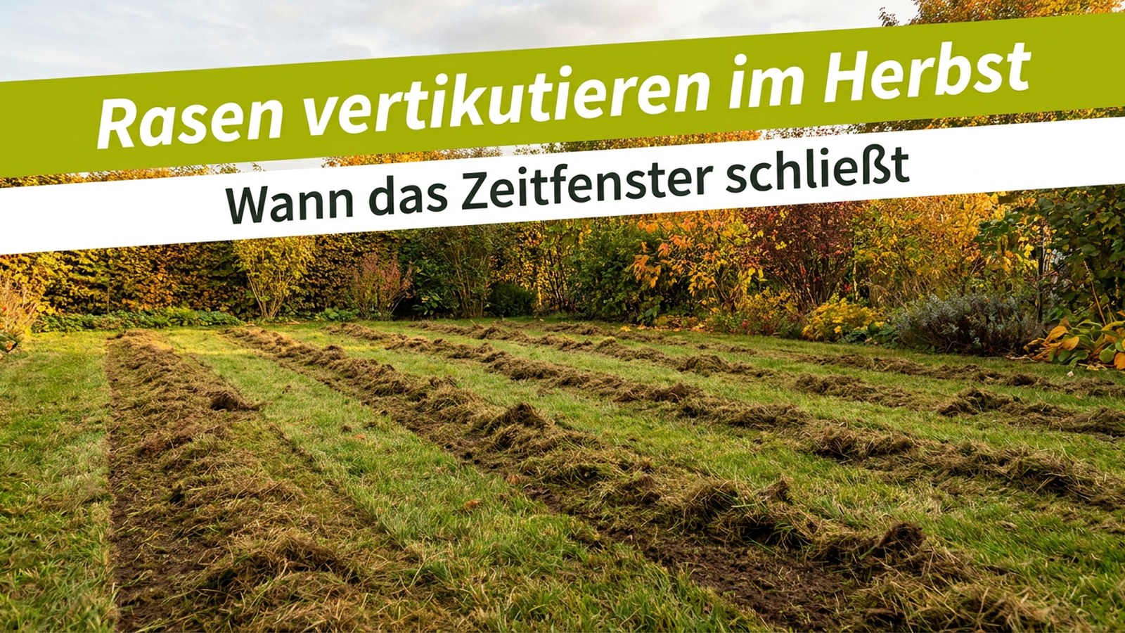 Frisch vertikutierter Rasen im Herbst mit herausgezogenem Filz – Rasen vertikutieren im Herbst