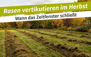 Frisch vertikutierter Rasen im Herbst mit herausgezogenem Filz – Rasen vertikutieren im Herbst