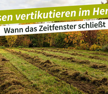 Frisch vertikutierter Rasen im Herbst mit herausgezogenem Filz – Rasen vertikutieren im Herbst