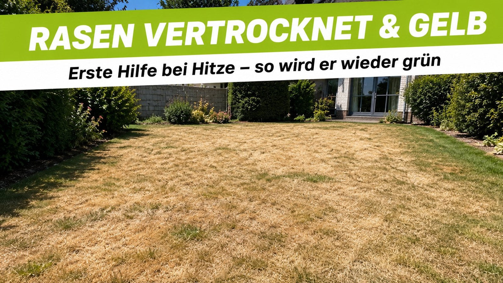 Vertrockneter gelb-brauner Rasen bei sommerlicher Hitze – Erste Hilfe, damit der Rasen wieder grün wird