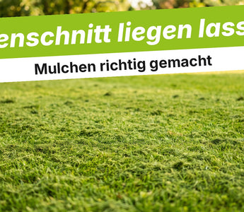 Frisch gemähter Rasen mit liegengelassenem Rasenschnitt als Mulch