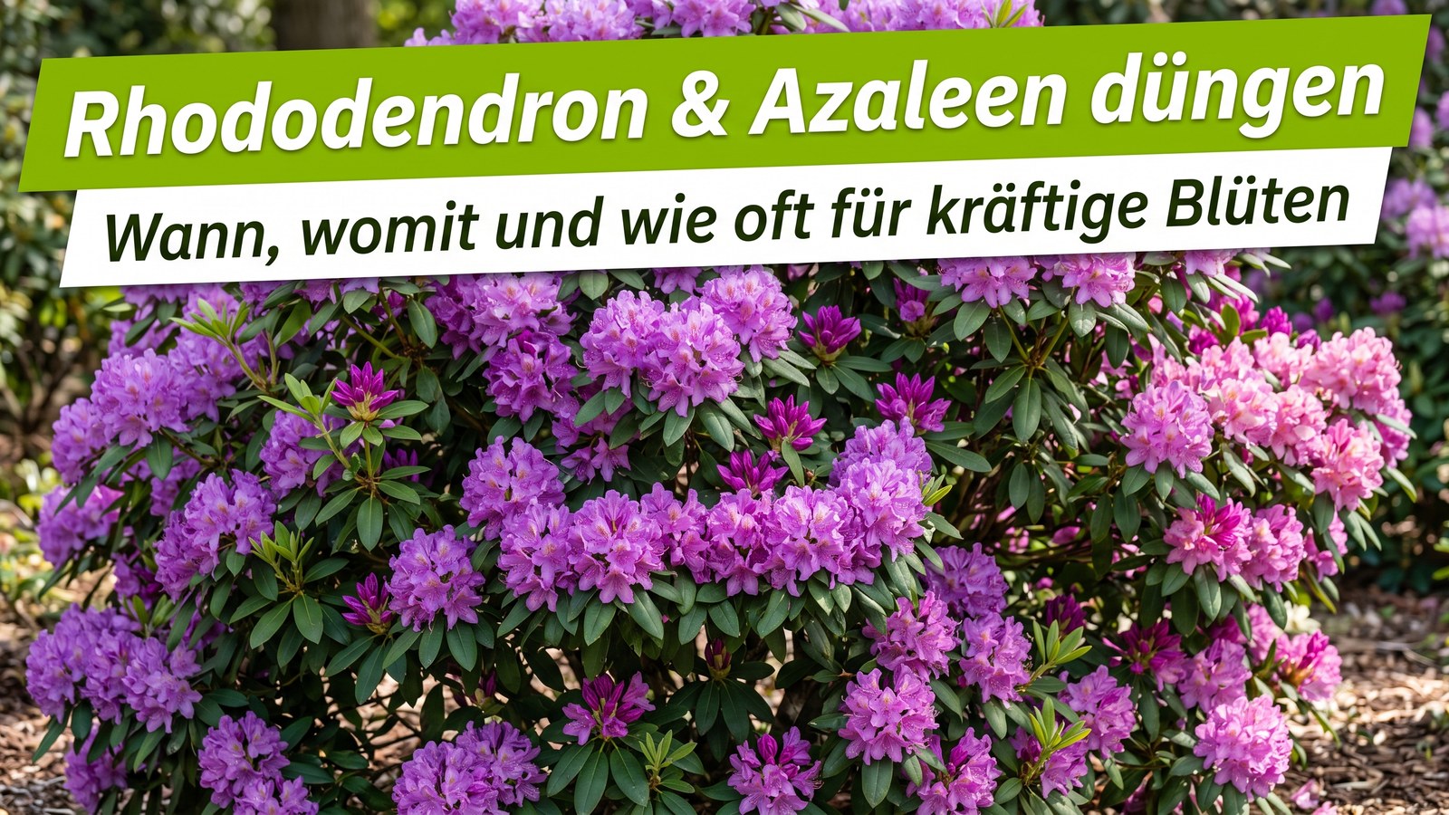 Üppig blühender Rhododendron mit violetten und rosa Blüten und dunkelgrünen Blättern im sonnigen Garten