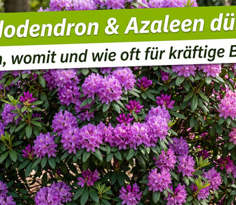 Üppig blühender Rhododendron mit violetten und rosa Blüten und dunkelgrünen Blättern im sonnigen Garten