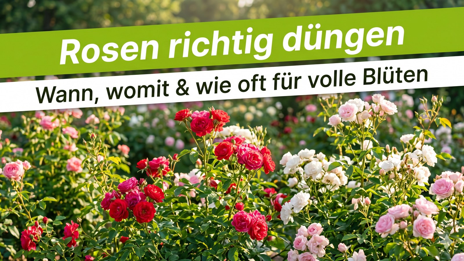 Blühender Rosengarten im Sommer mit roten und rosa Rosen – Banner Rosen richtig düngen.