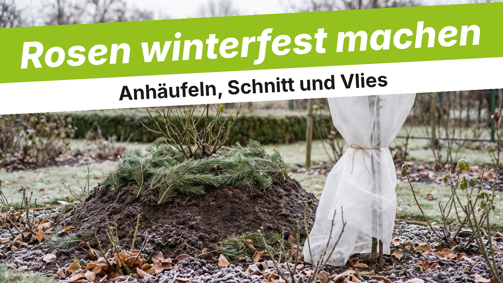 Rosenbeet im Spätherbst mit angehäufelter Erde und Wintervlies