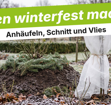 Rosenbeet im Spätherbst mit angehäufelter Erde und Wintervlies