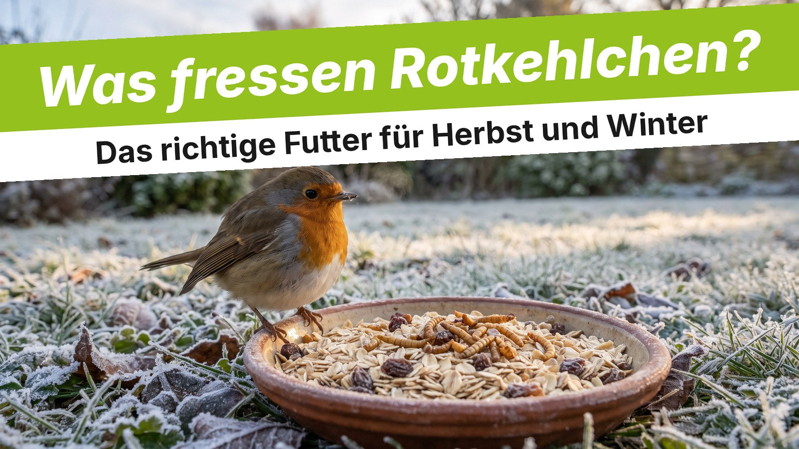 Rotkehlchen neben einer Schale mit Haferflocken, Rosinen und Larven