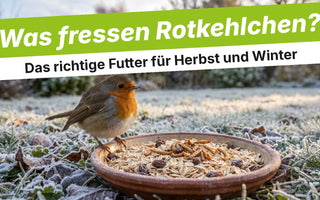 Rotkehlchen neben einer Schale mit Haferflocken, Rosinen und Larven