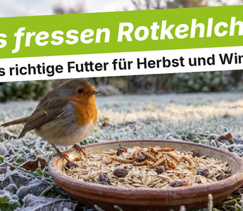 Rotkehlchen neben einer Schale mit Haferflocken, Rosinen und Larven