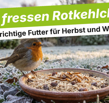 Rotkehlchen neben einer Schale mit Haferflocken, Rosinen und Larven