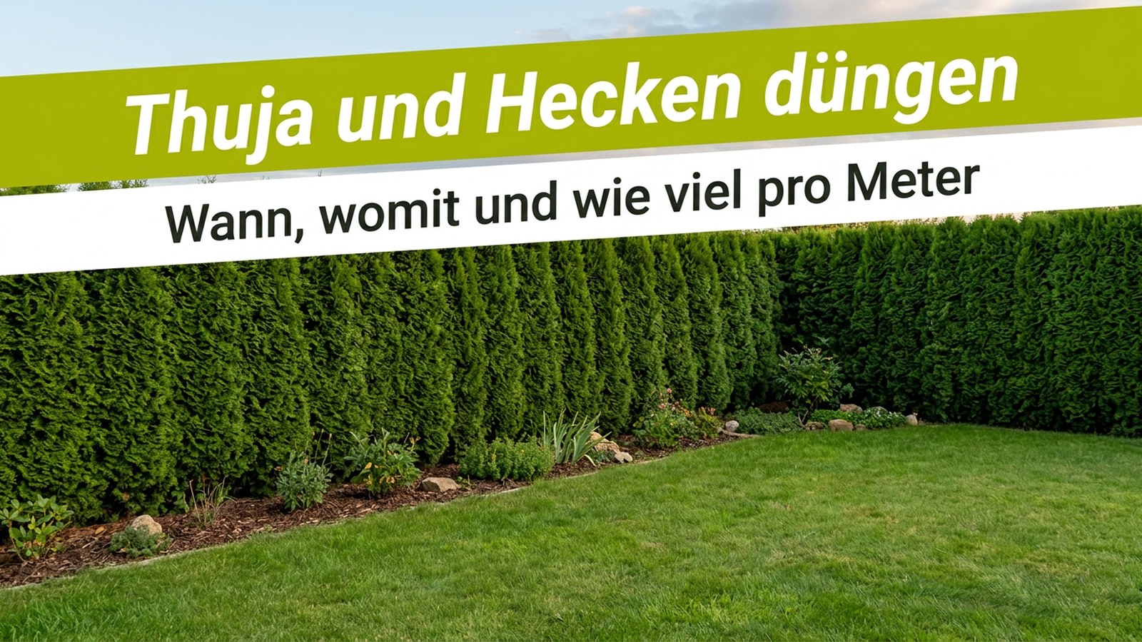 Dichte Thujahecke am Gartenrand mit Rasen davor – Thuja und Hecken düngen