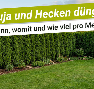 Dichte Thujahecke am Gartenrand mit Rasen davor – Thuja und Hecken düngen