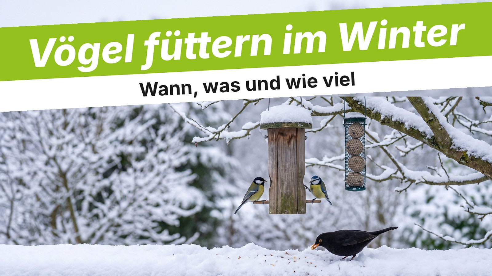 Verschneiter Garten mit Futtersilo, Meisen und Amsel